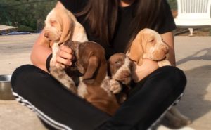 bracco italiano cuccioli