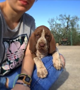 bracco italiano cuccioli