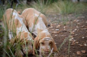 bracco italiano cuccioli