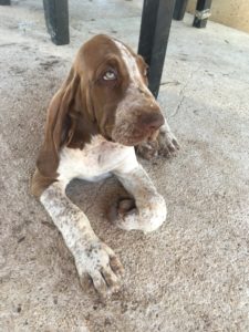 bracco italiano cuccioli