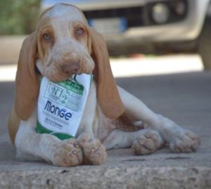 bracco italiano cuccioli