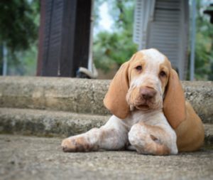 bracco italiano cuccioli