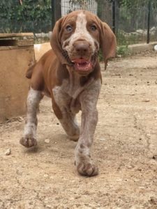 bracco italiano cuccioli