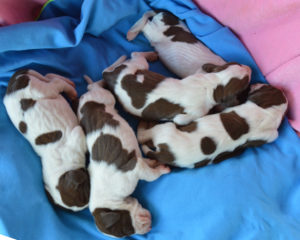 bracco italiano cuccioli