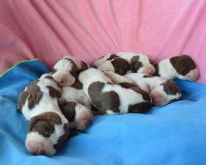 bracco italiano cuccioli