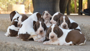 bracco italiano cuccioli