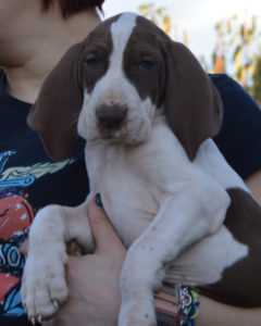 Cucciolo bracco italiano