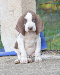 bracco italiano cucciolo