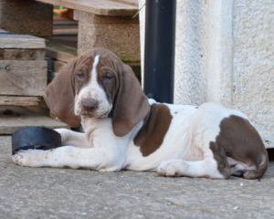 bracco italiano cucciolo