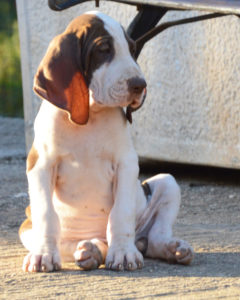 bracco italiano