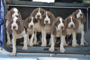 Cuccioli di bracco italiano