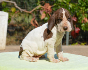 Bracco italiano cucciolo