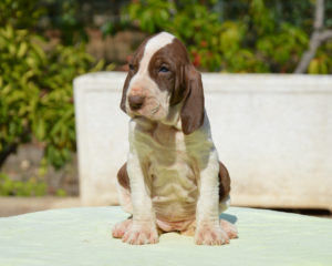 cucciolo bracco italiano