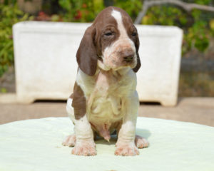 Bracco italiano cucciolo